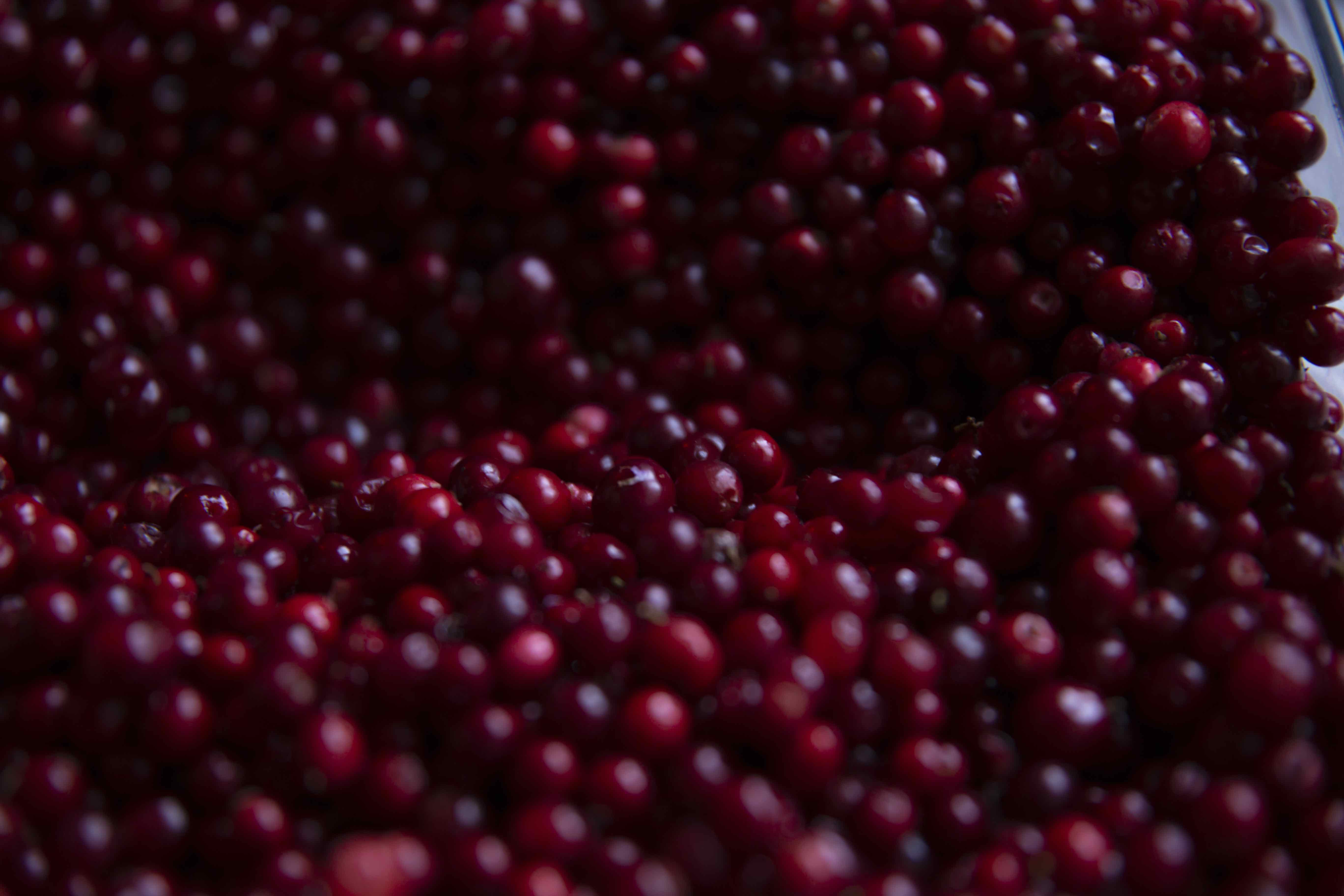 LynxFilm_COVER-Collage_IMG_9313_Large